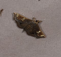 Chrysothyridia invertalis