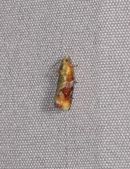 Costosa australis