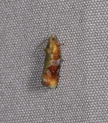 Costosa australis