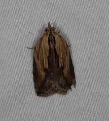 Cryptoptila crypsilopha