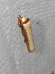 Cryptophasa phaeochtha