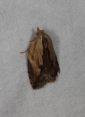 Cryptoptila crypsilopha