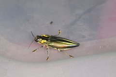 Cyphogastra farinosa