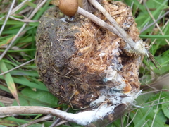 Psilocybe alutacea
