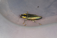 Cyphogastra farinosa