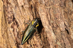 Cyphogastra farinosa