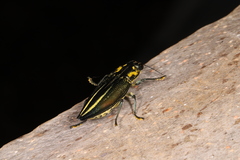 Cyphogastra farinosa