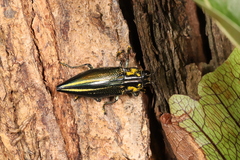 Cyphogastra farinosa