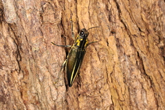 Cyphogastra farinosa