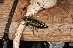 Cyphogastra farinosa