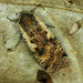 Noctuido de la Acedera - Photo (c) Michał Brzeziński, algunos derechos reservados (CC BY-NC), subido por Michał Brzeziński