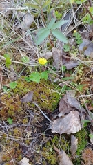 Ranunculus lapponicus