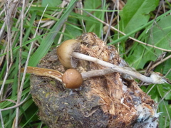 Psilocybe alutacea
