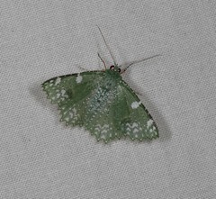 Eucyclodes fascinans