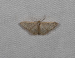 Idaea simplex