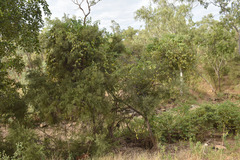 Melaleuca bracteata