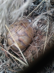 Terrapene carolina triunguis