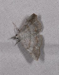 Heterormista modesta