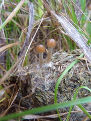 Psilocybe alutacea