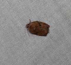 Homona mermerodes