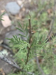 Mimosa aculeaticarpa biuncifera