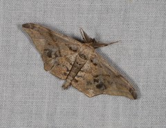 Hyposidra incomptaria