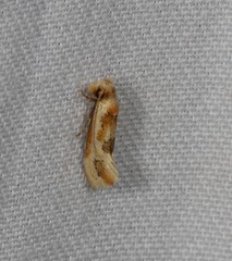 Moerarchis placomorpha