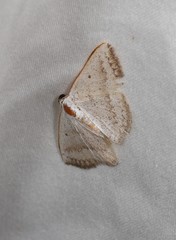 Plectoneura argostola
