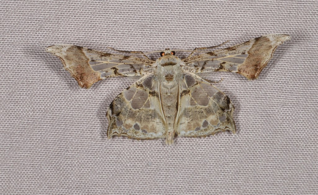 Krananda extranotata