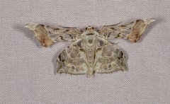 Krananda extranotata