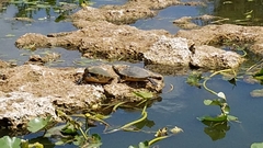 Pseudemys peninsularis