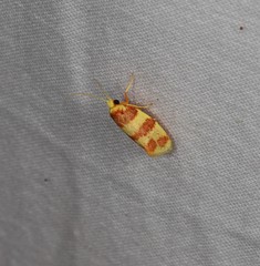 Lactura rhodomochla
