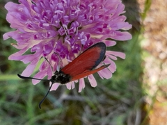 Zygaena rubicundus