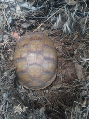Terrapene carolina triunguis