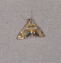 Margarosticha sphenotis