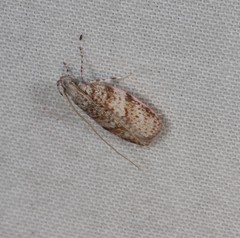 Peritornenta