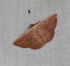 Nadagara xylotrema