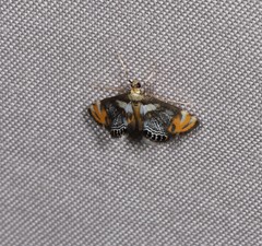 Nymphicula queenslandica