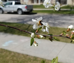 Andrena milwaukeensis