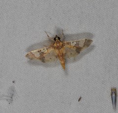 Orphanostigma angustale
