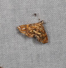 Paracymoriza eromenalis
