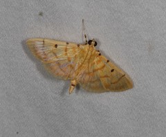 Orthospila orissusalis