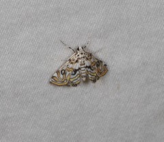 Parapoynx polydectalis