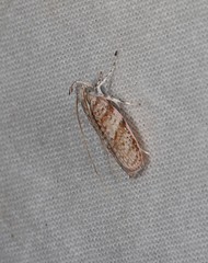 Peritornenta