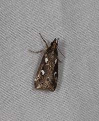 Perimeceta niphospila