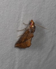 Plusiodonta coelonota