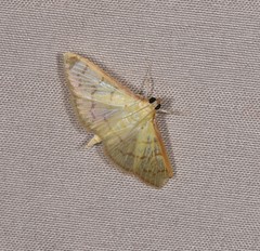 Pleuroptya symphonodes