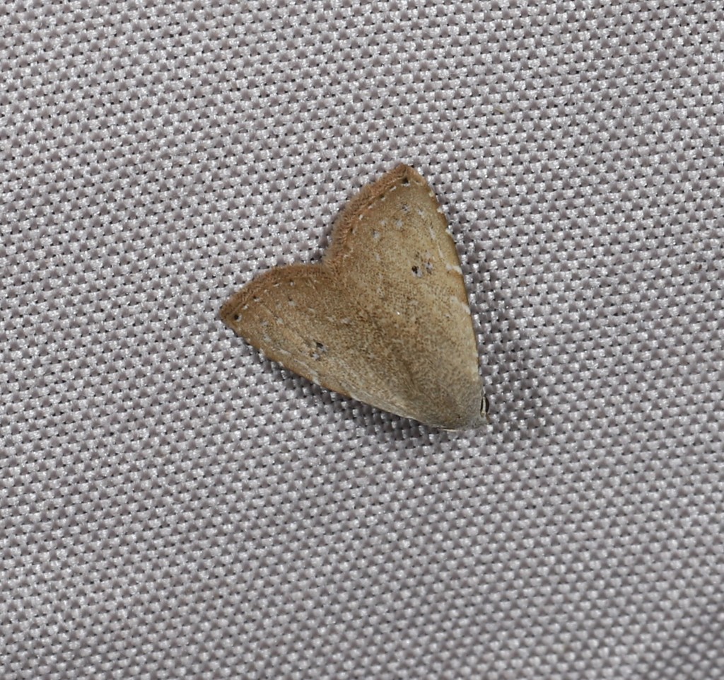 Rivula everta