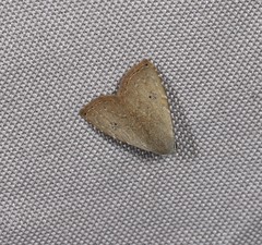 Rivula everta