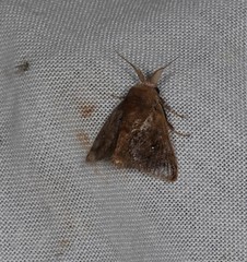 Pygmaeomorpha modesta